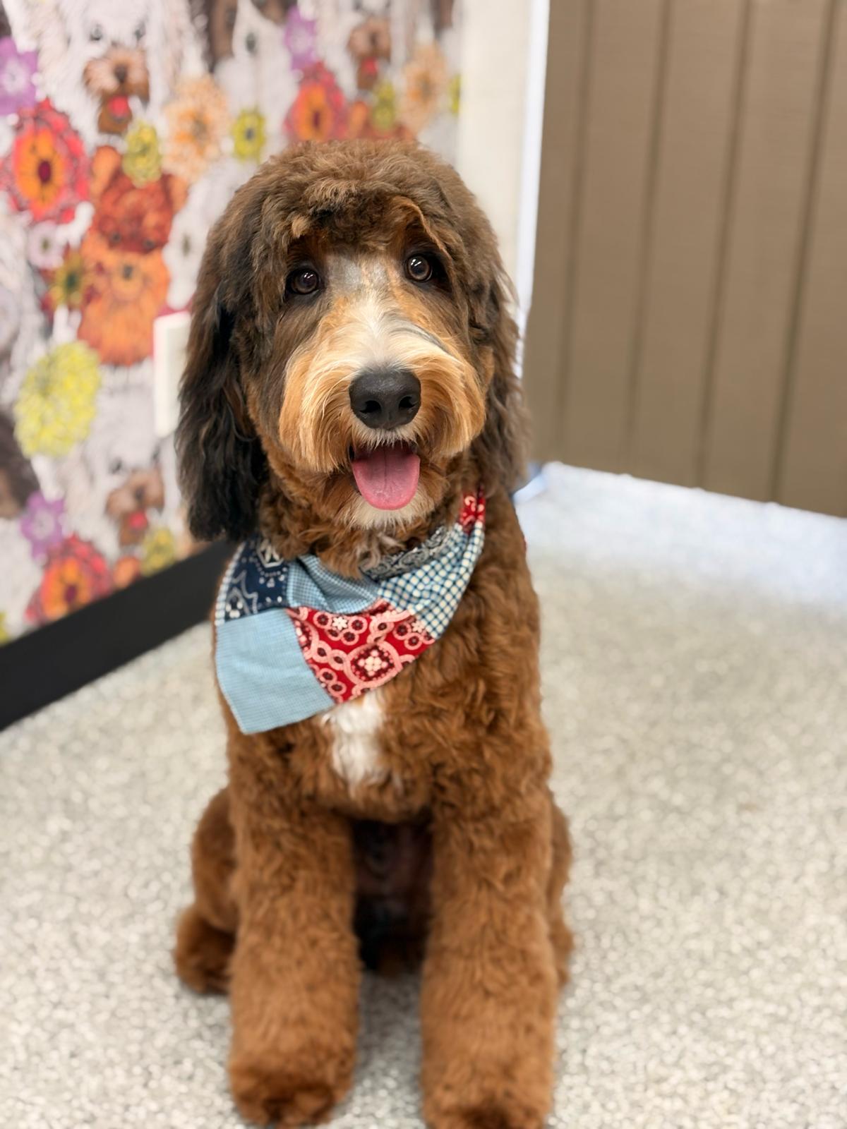 Groomed brown doodle with patchwork bandana
