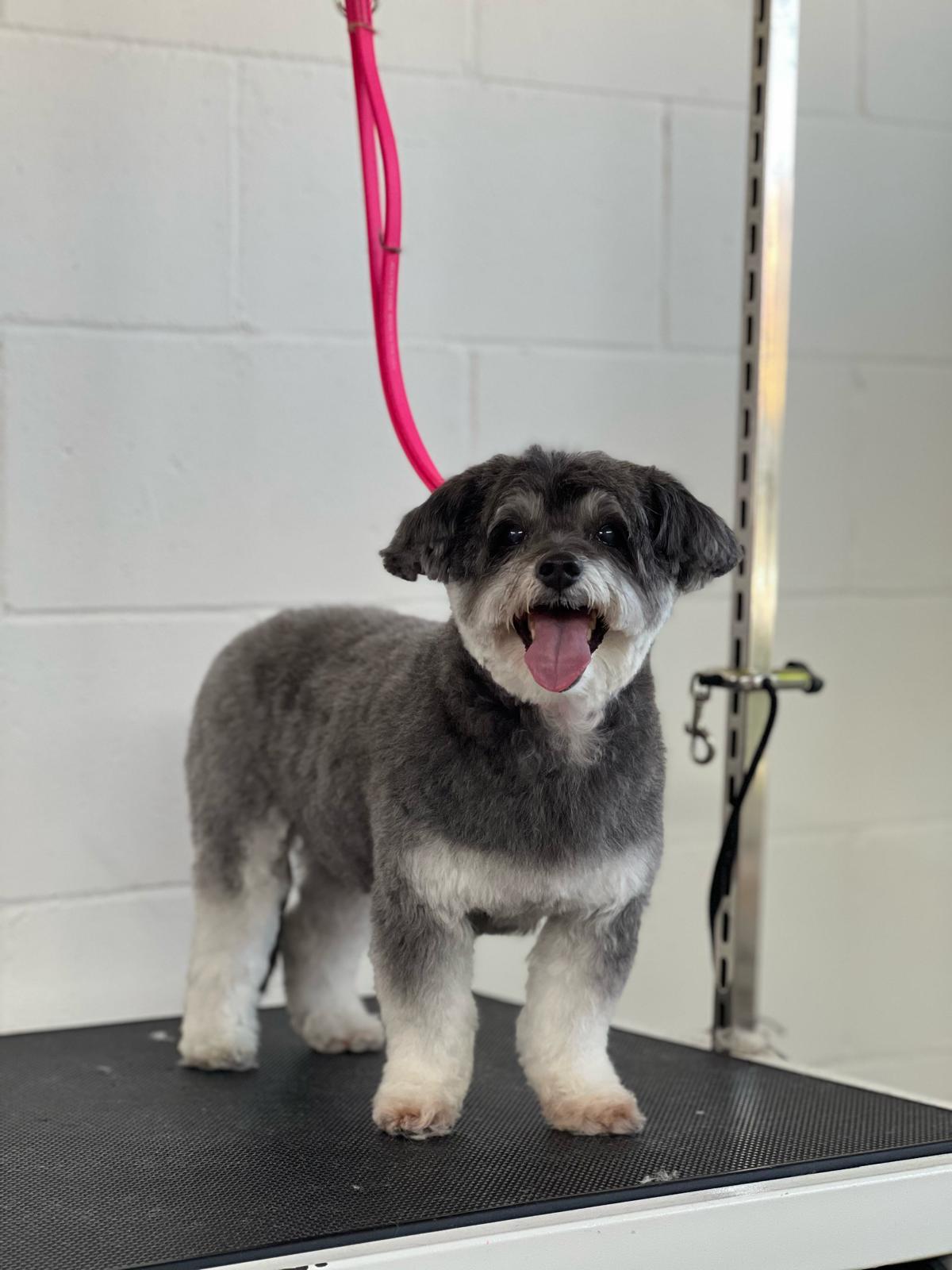 Dog with fresh grooming cut