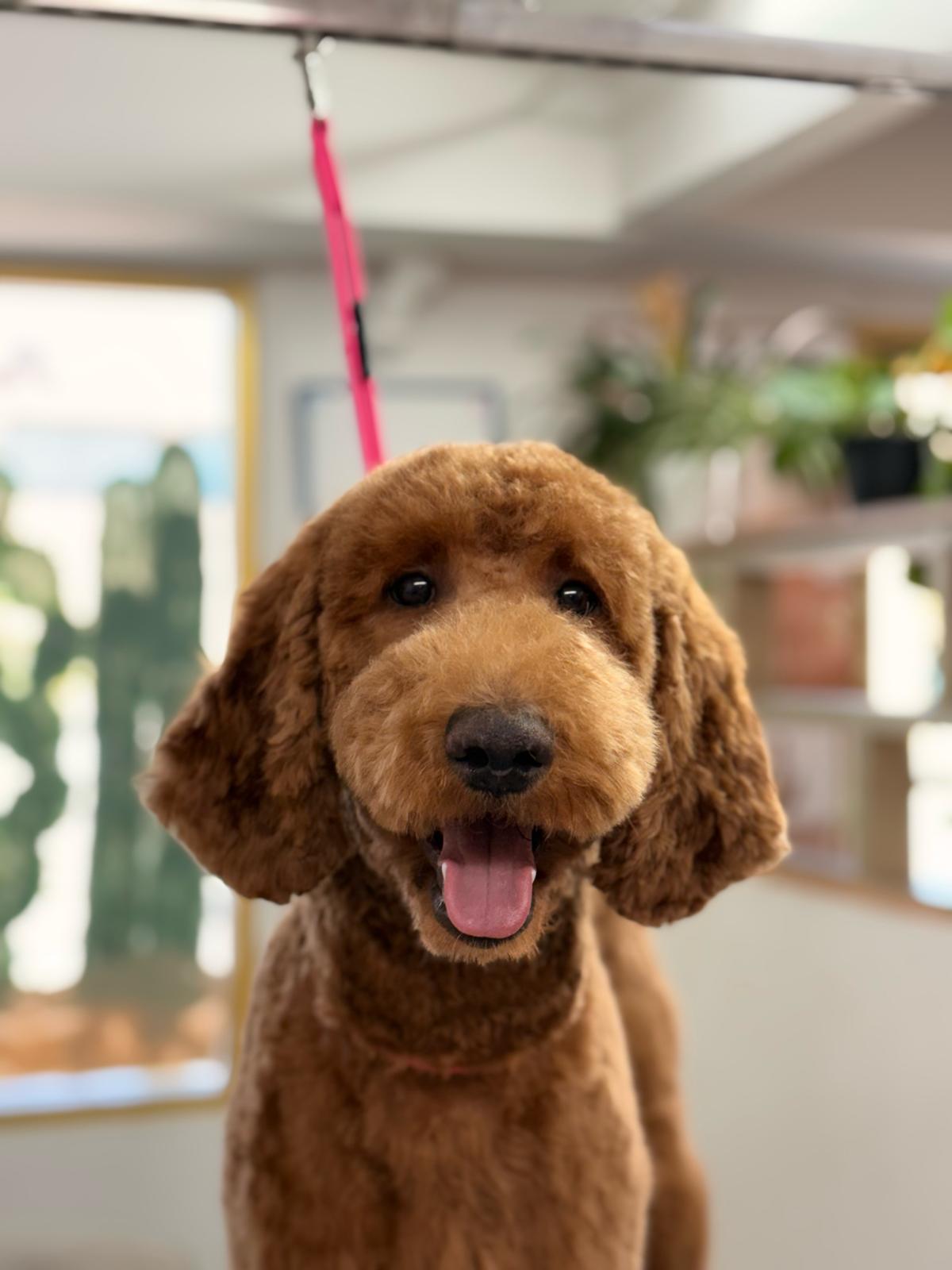 Happy apricot goldendoodle after grooming