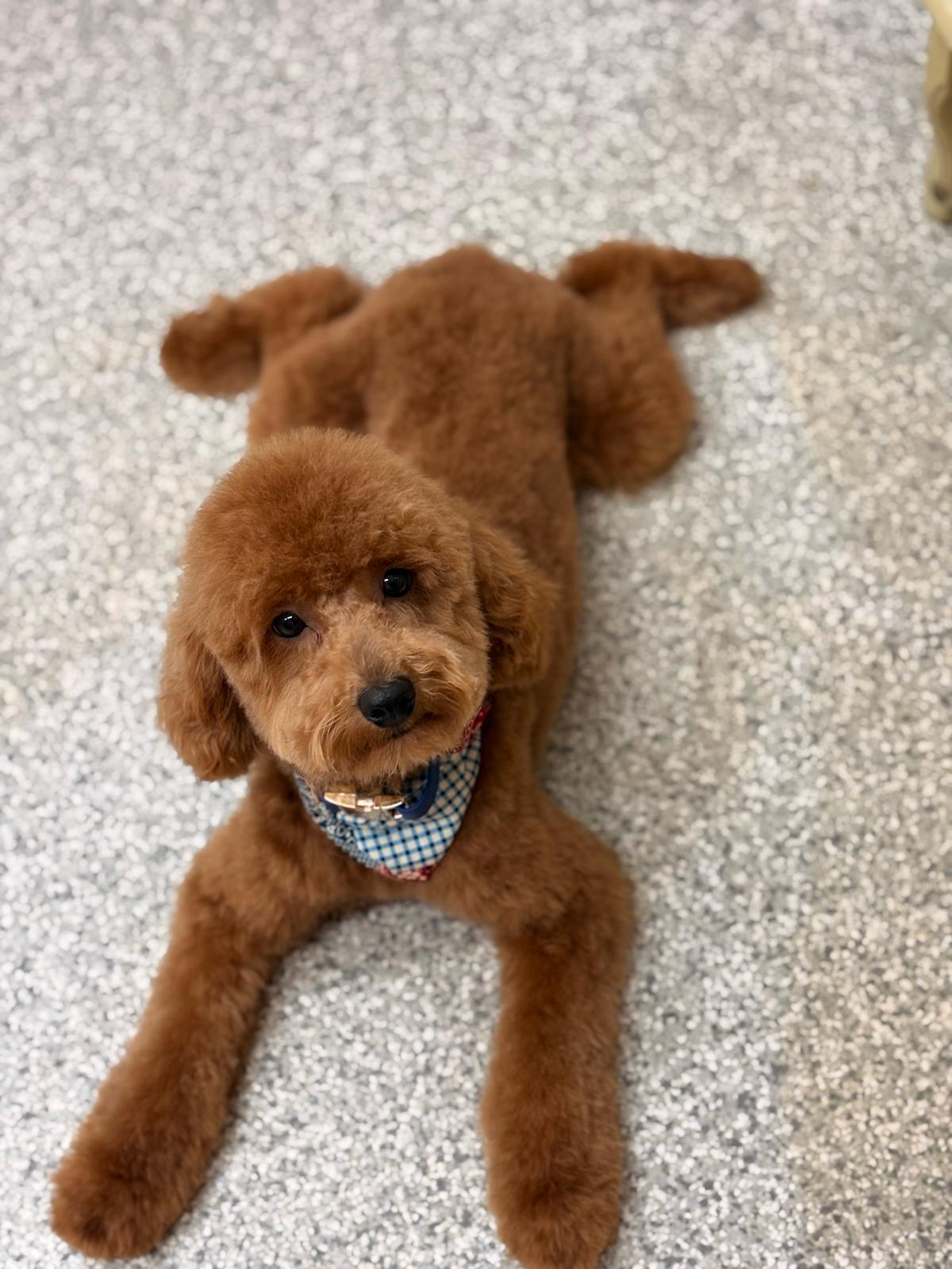 Groomed red poodle with blue bandana