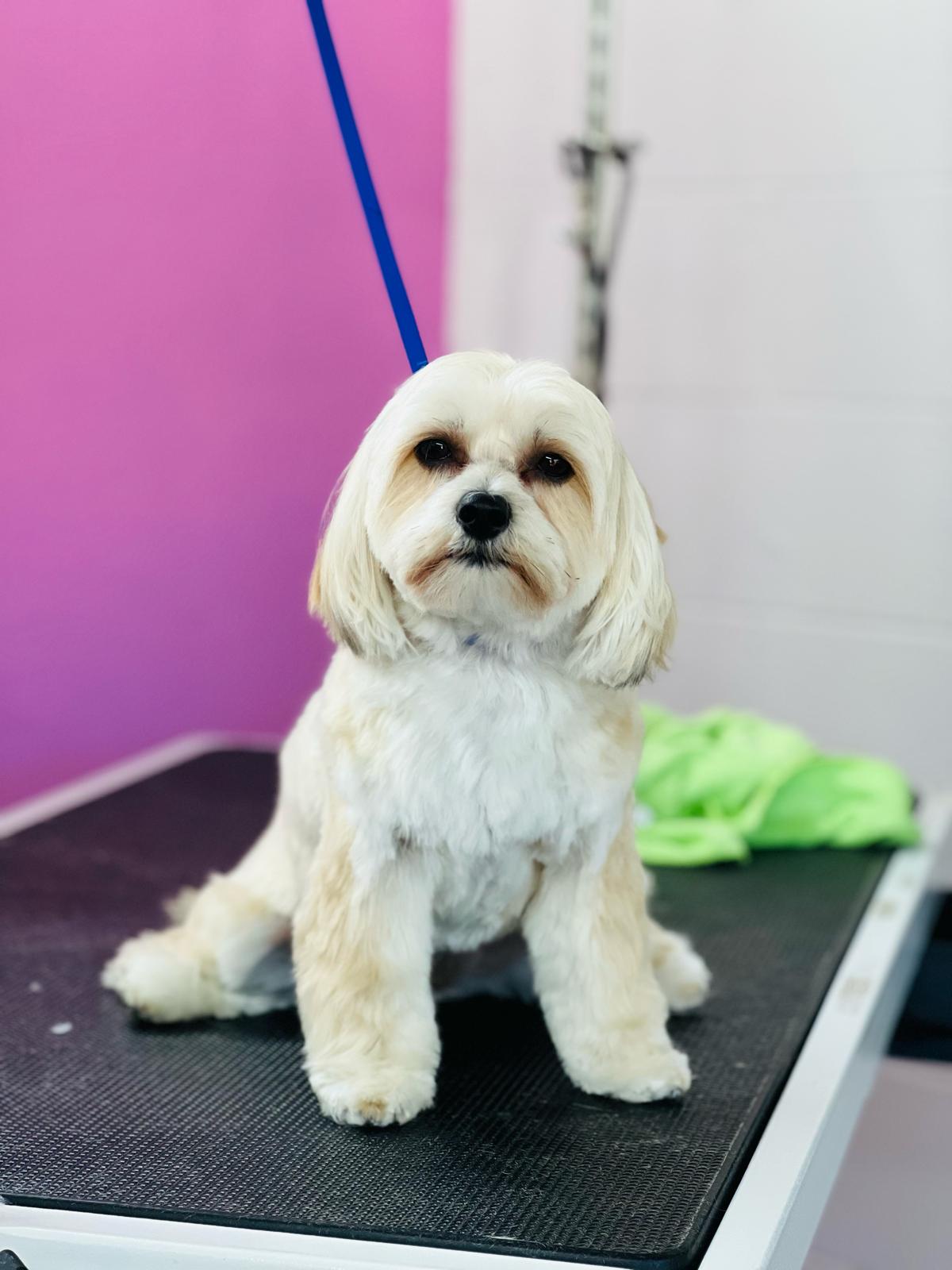 Groomed white dog at grooming station