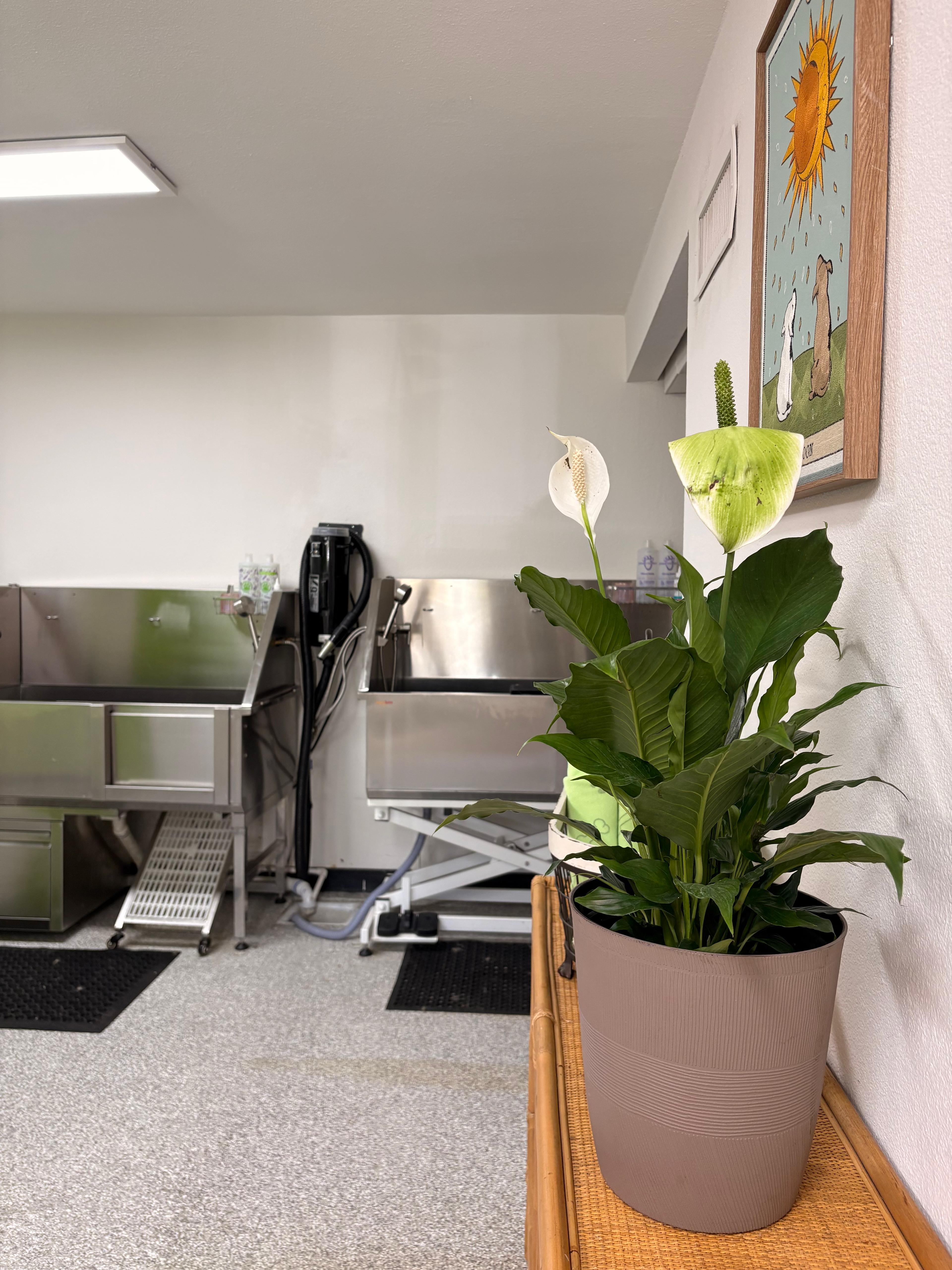 Professional grooming tubs with hydraulic lift